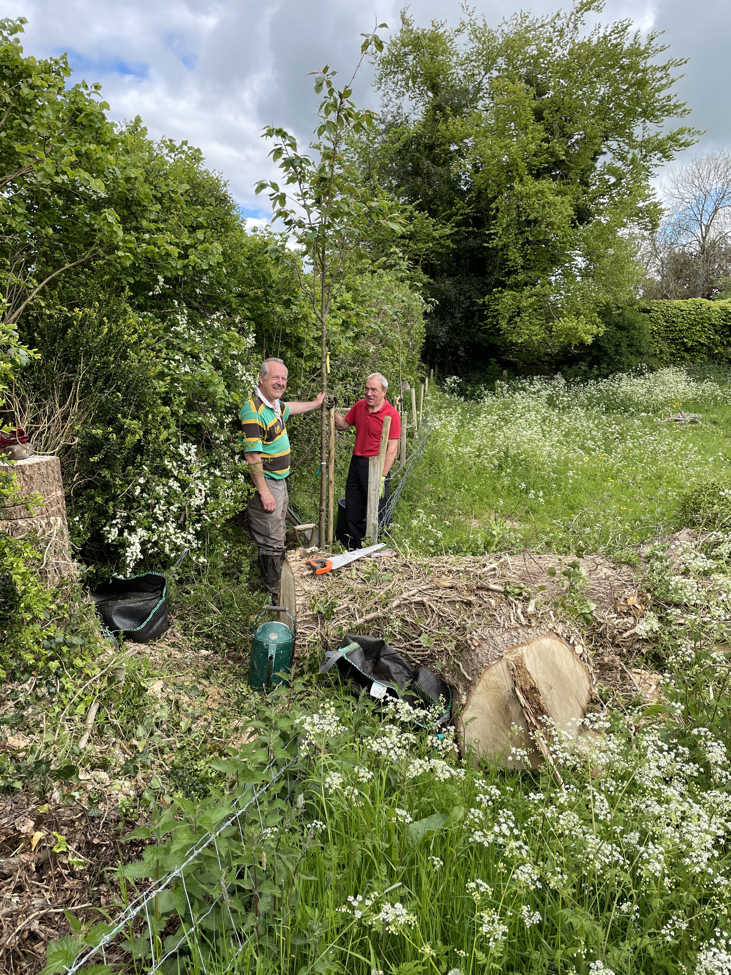 New Trees for Church Lane