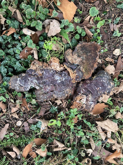 Rare Fungus discovered under the trees in the Churchyard